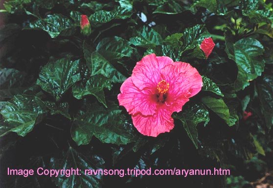 flower2.jpg